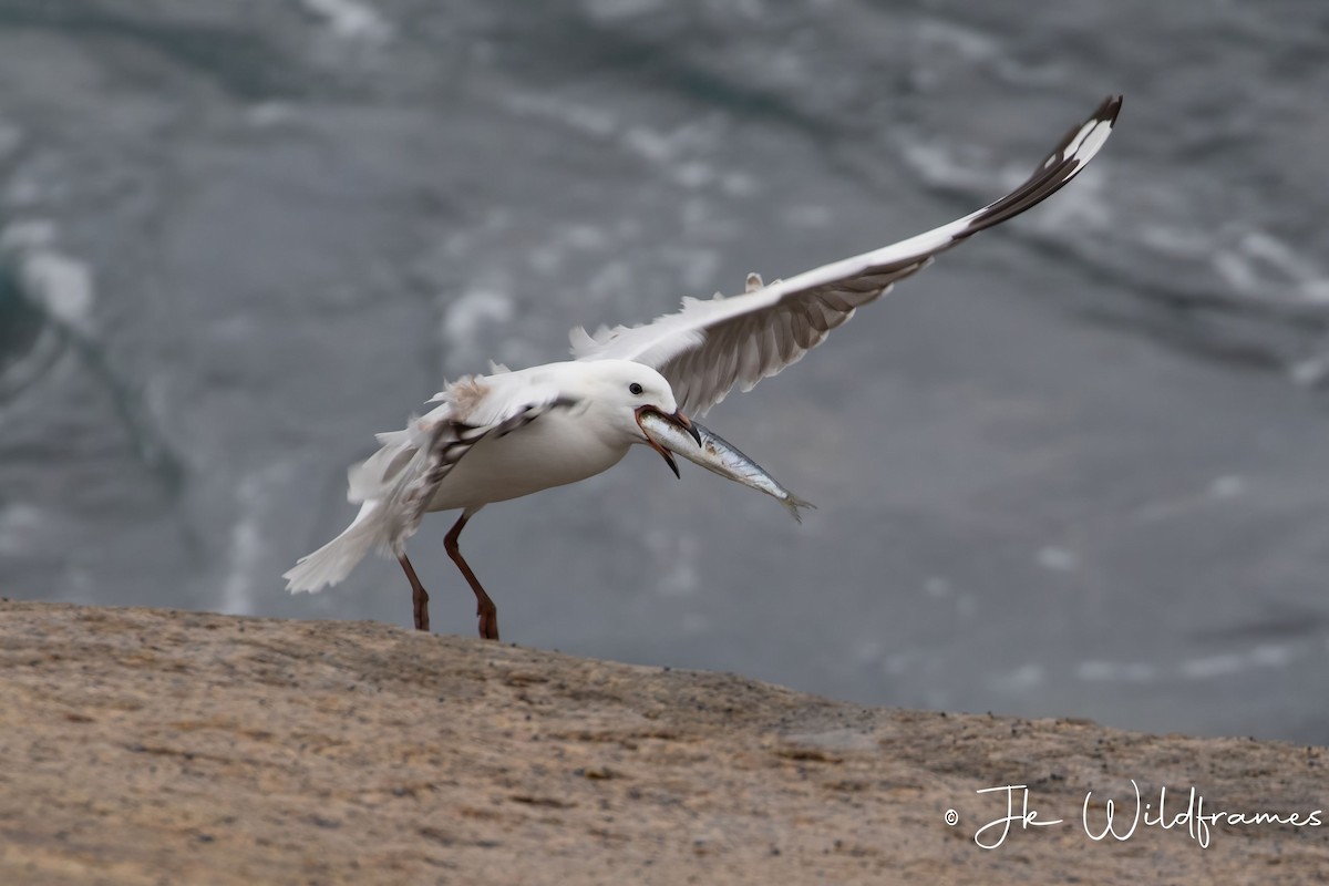 ギンカモメ（novaehollandiae／forsteri） - ML618601635