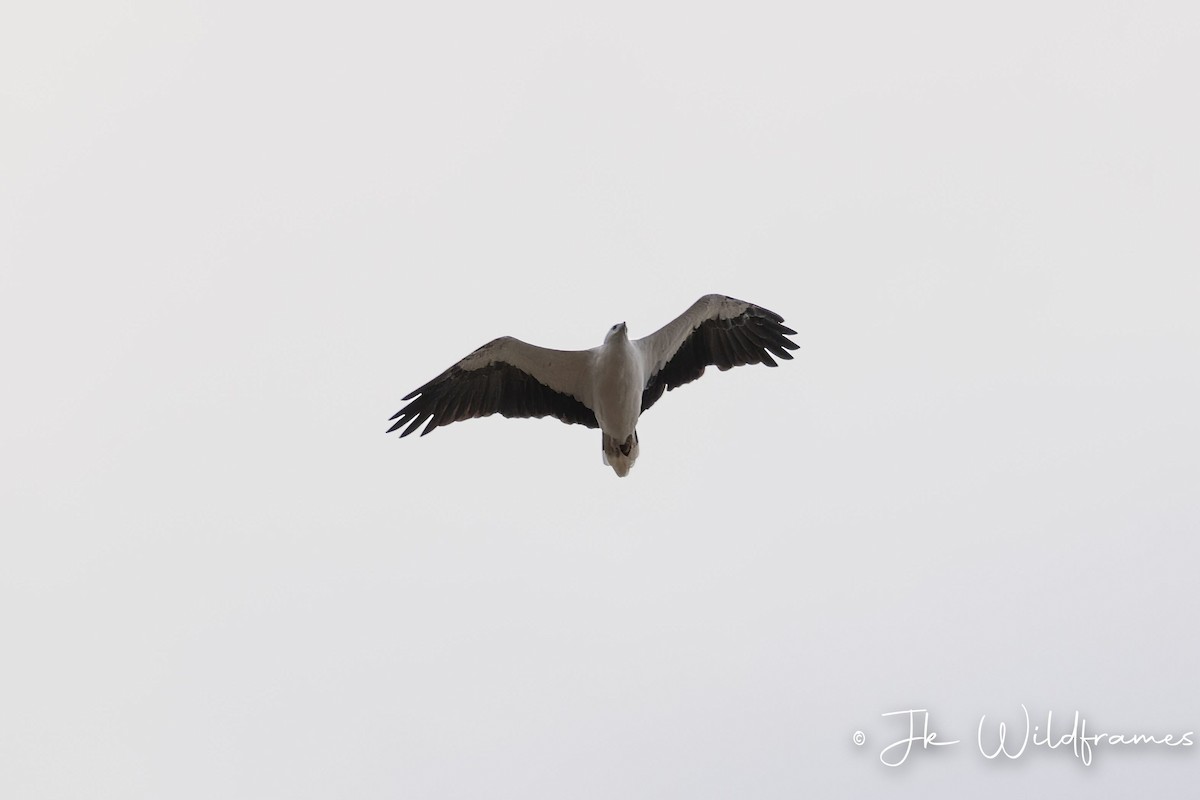 White-bellied Sea-Eagle - ML618601639