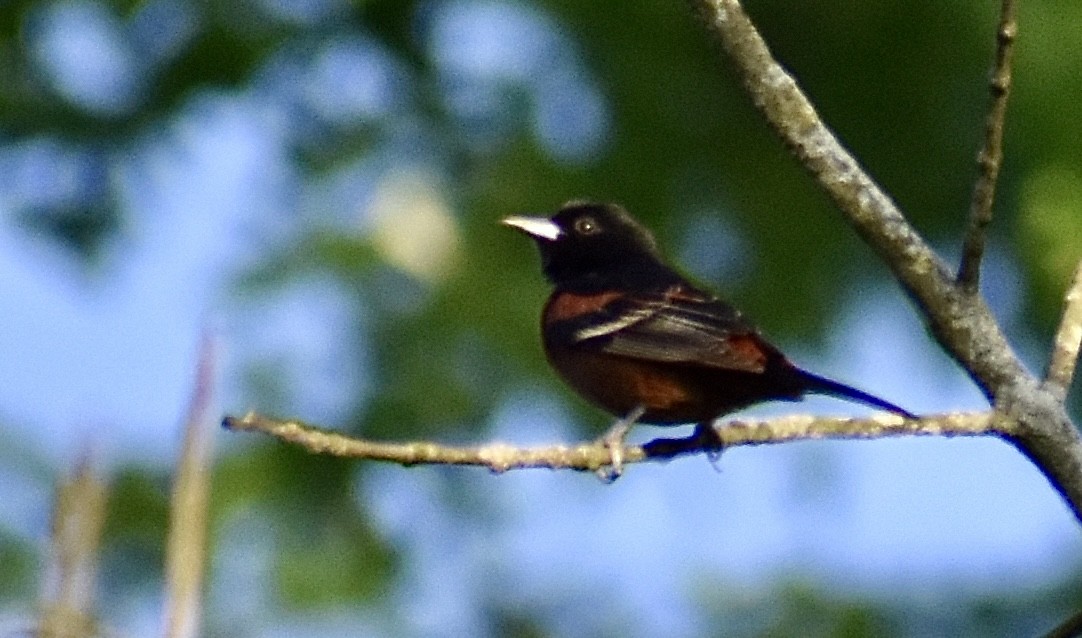 Orchard Oriole - ML618601657