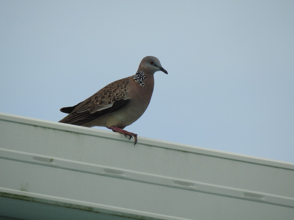 Spotted Dove - Monica Mesch