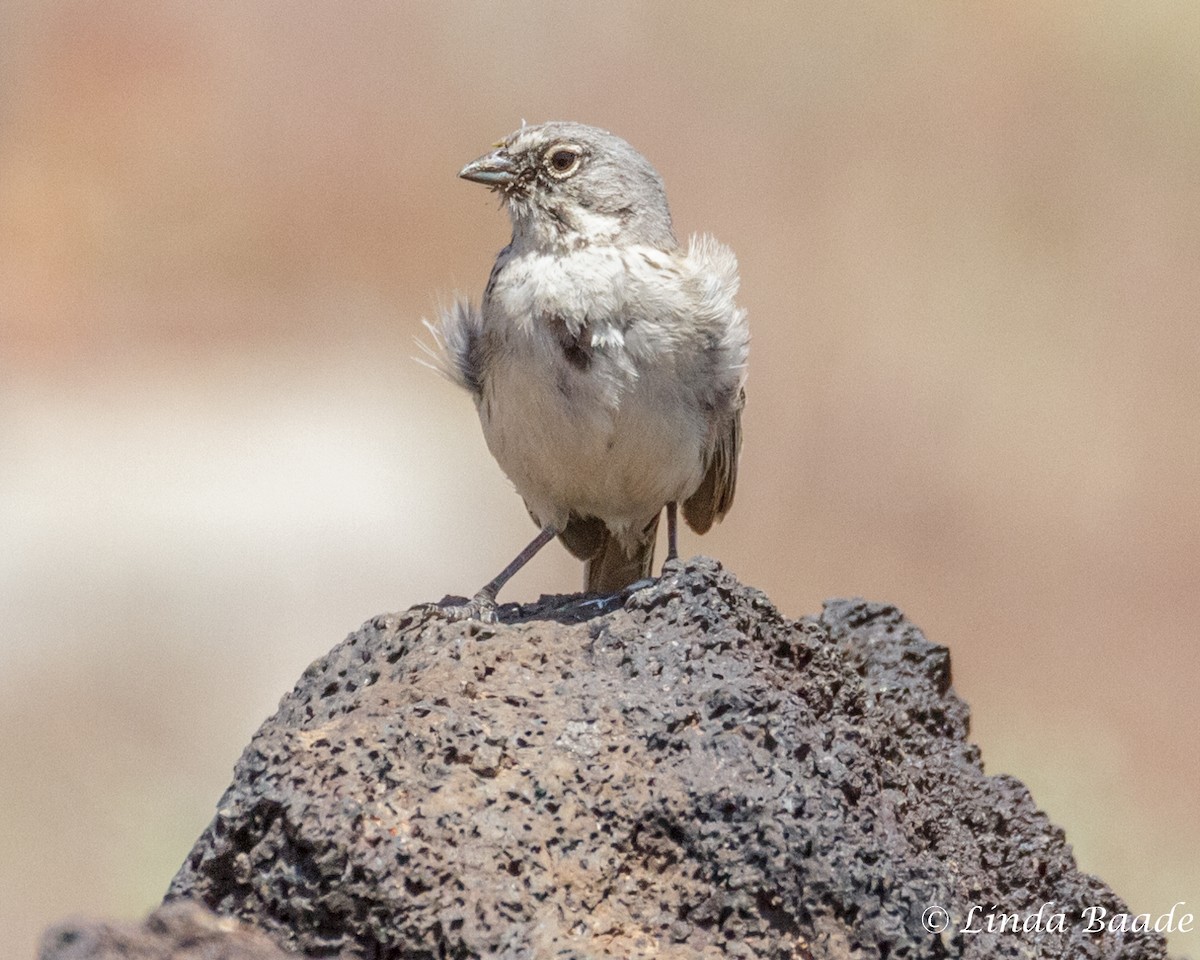 Bell's Sparrow - Gerry and Linda Baade