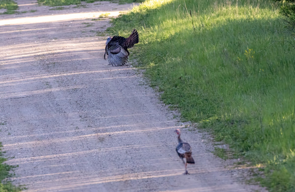 Wild Turkey - ML618601703