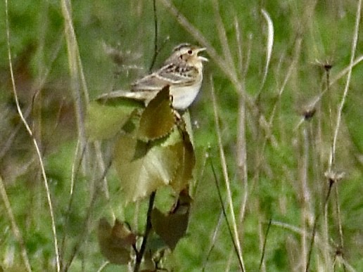 Grasshopper Sparrow - ML618601708