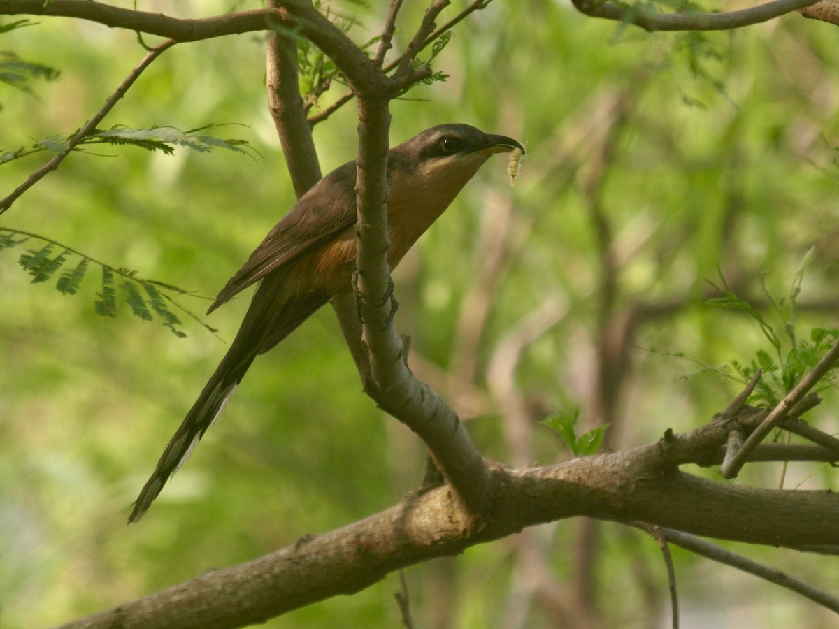 Mangrove Cuckoo - ML618601758