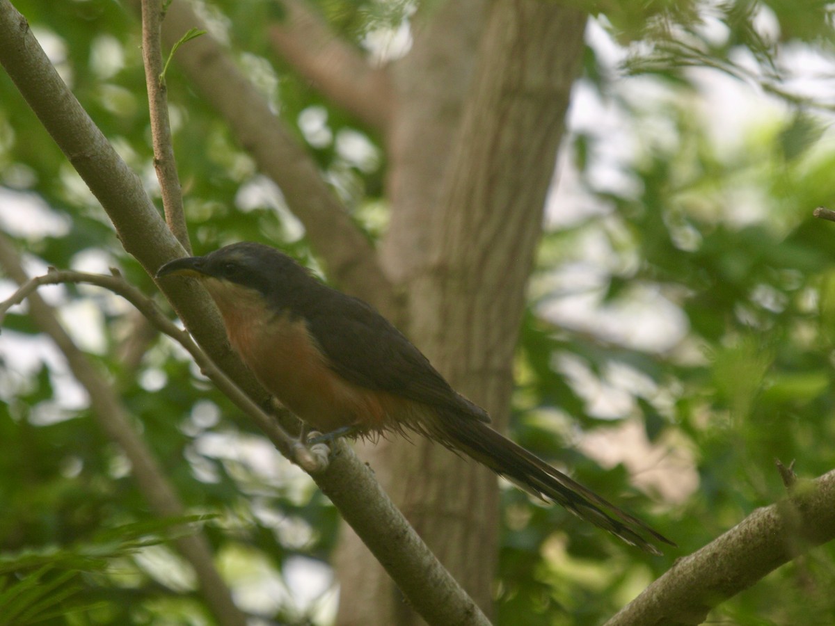 Mangrove Cuckoo - ML618601760
