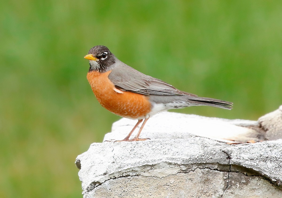 American Robin - ML618601806