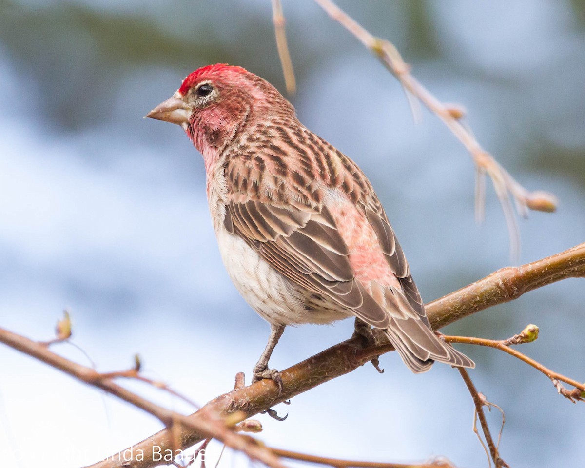 Cassin's Finch - Gerry and Linda Baade