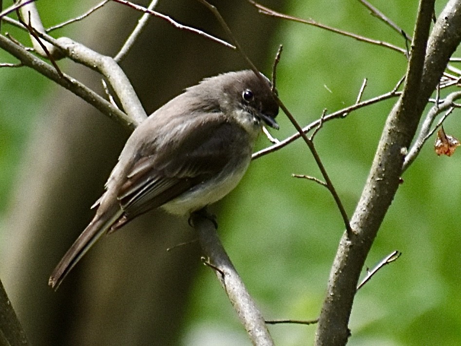 Eastern Phoebe - ML618601842