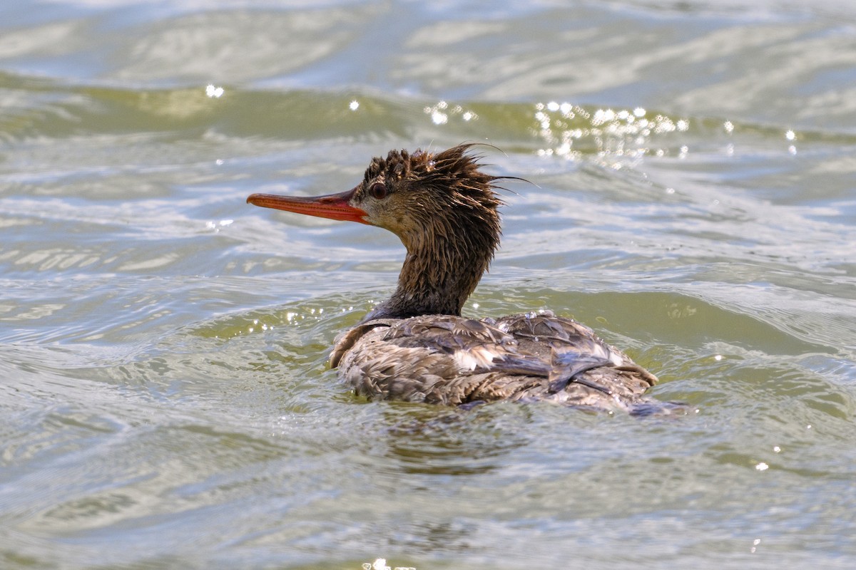 Red-breasted Merganser - ML618601854