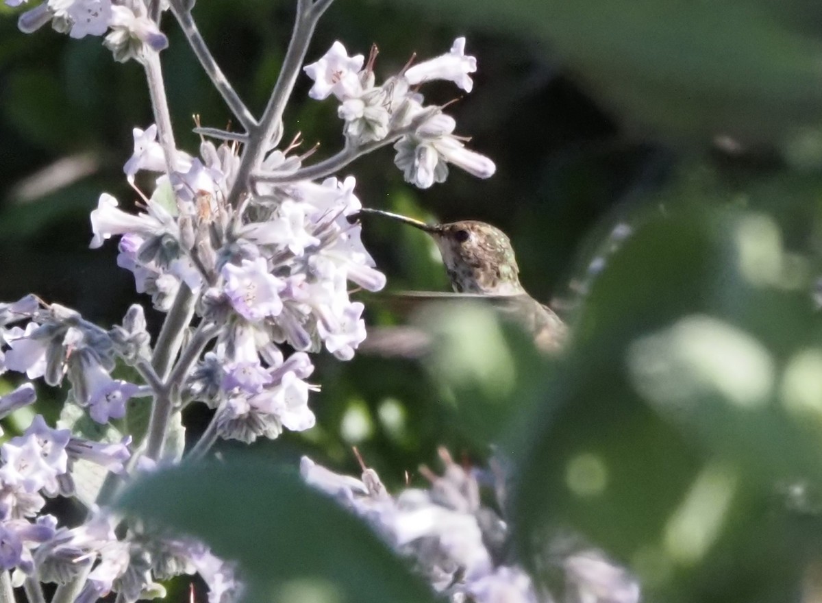 Trochilidae sp. - ML618601909