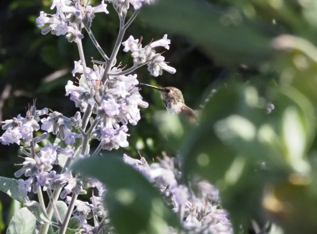 Trochilidae sp. - ML618601910