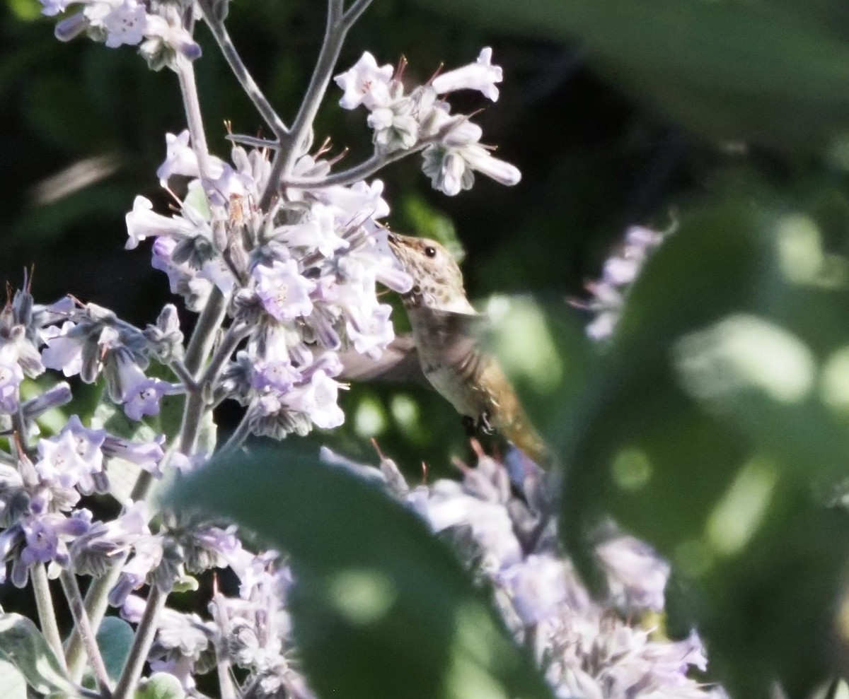 hummingbird sp. - Uma Sachdeva