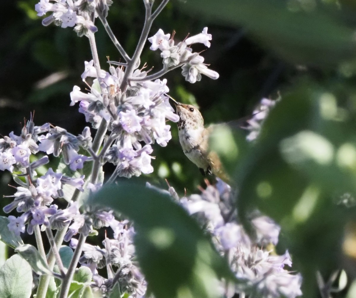 hummingbird sp. - Uma Sachdeva