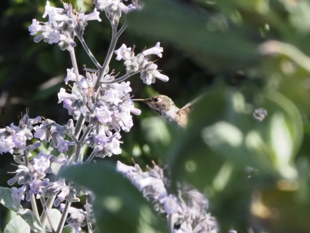 hummingbird sp. - Uma Sachdeva