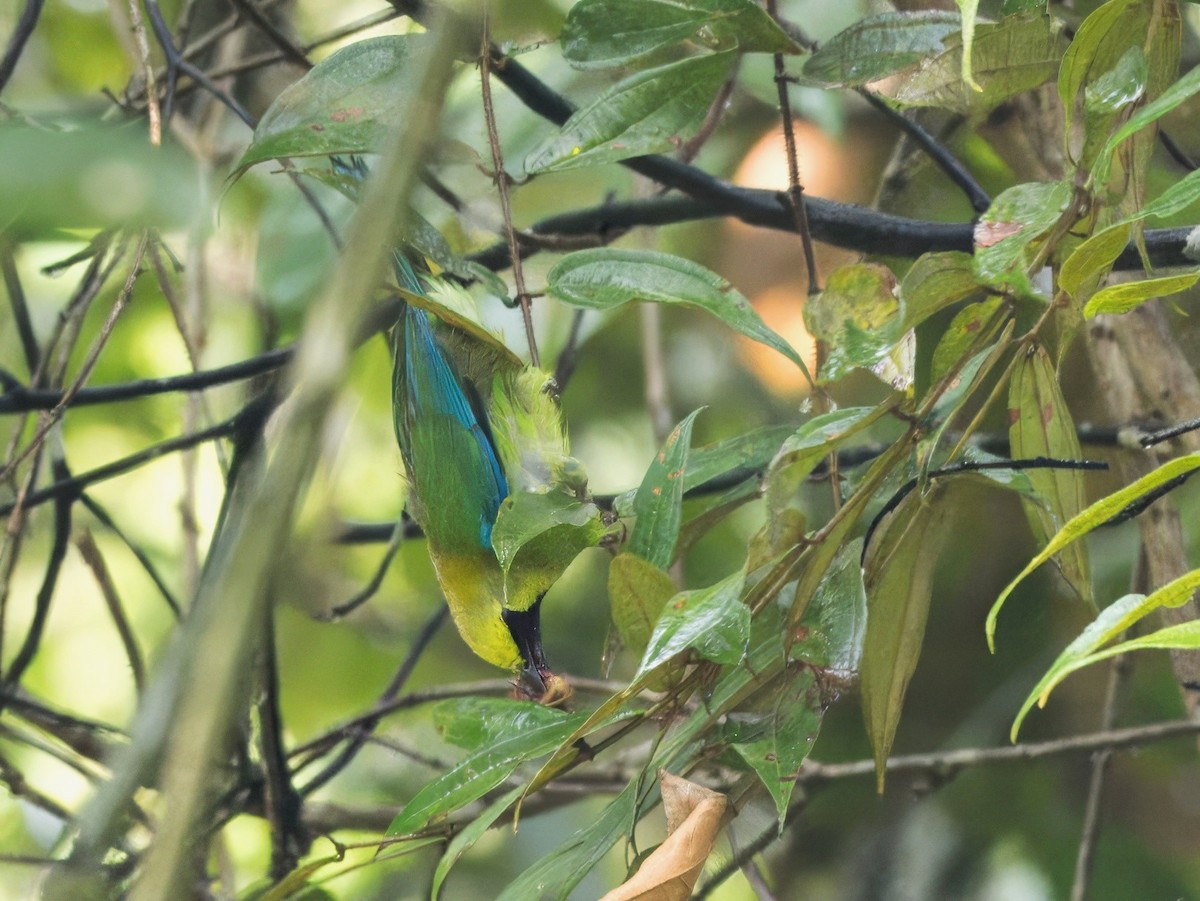 Blue-winged Leafbird - ML618601935