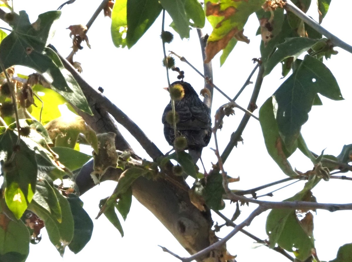 European Starling - ML618602015