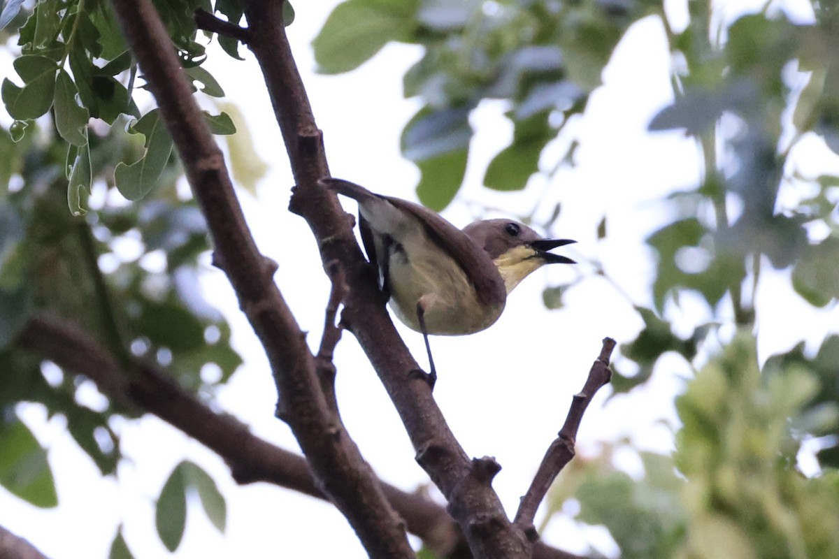 Golden-bellied Gerygone - Andrew William