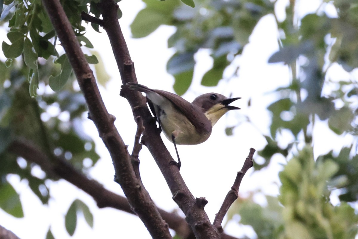 Golden-bellied Gerygone - Andrew William