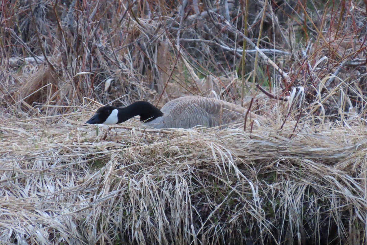 Canada Goose - ML618602174