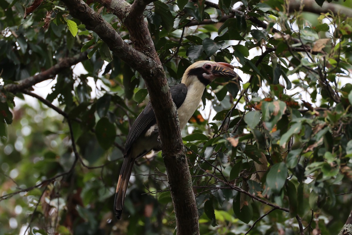 Luzon Hornbill - ML618602186