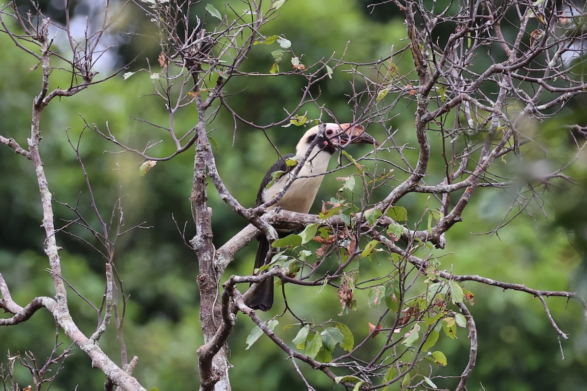 Luzon Hornbill - ML618602187