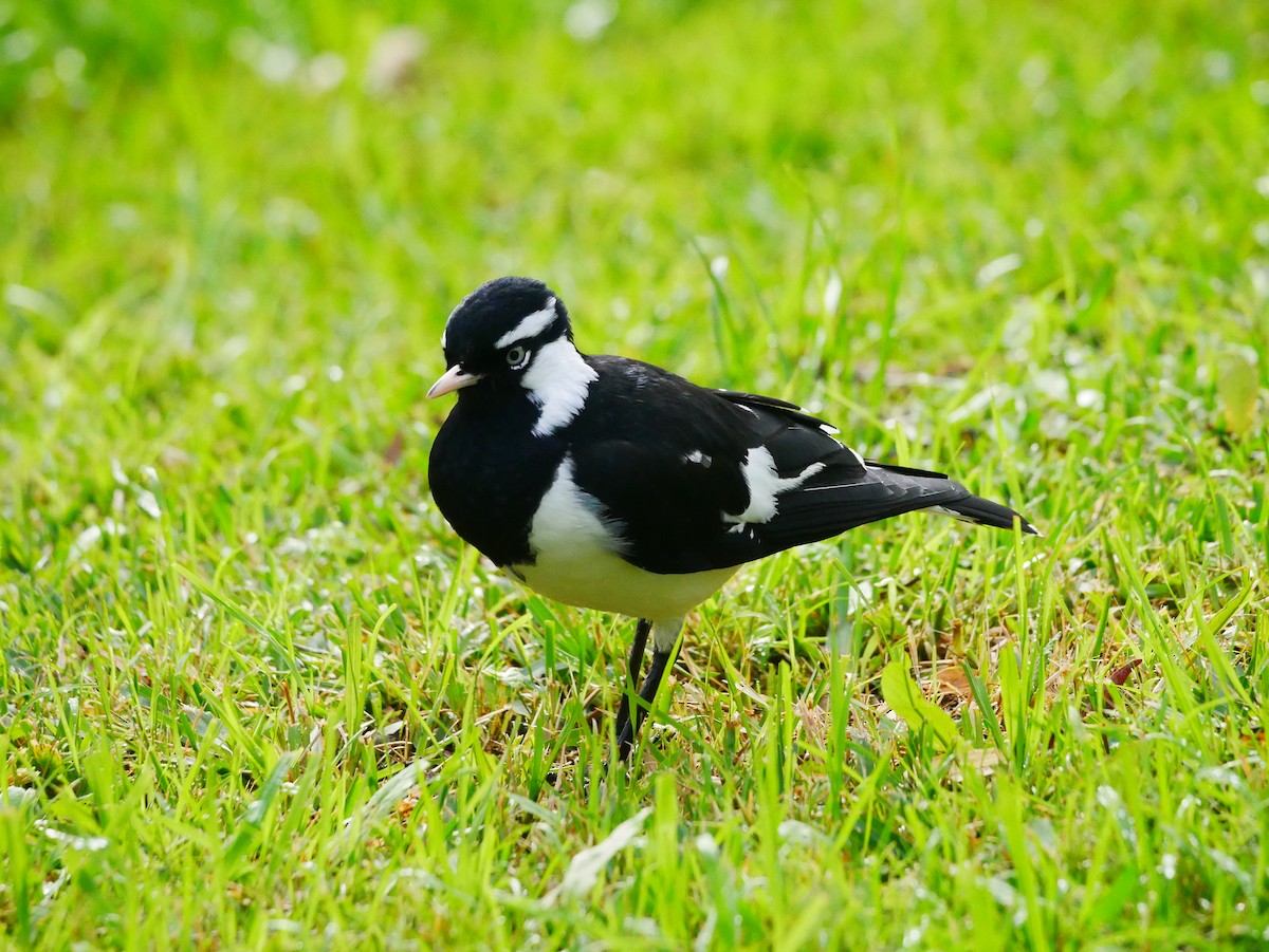 Magpie-lark - ML618602199