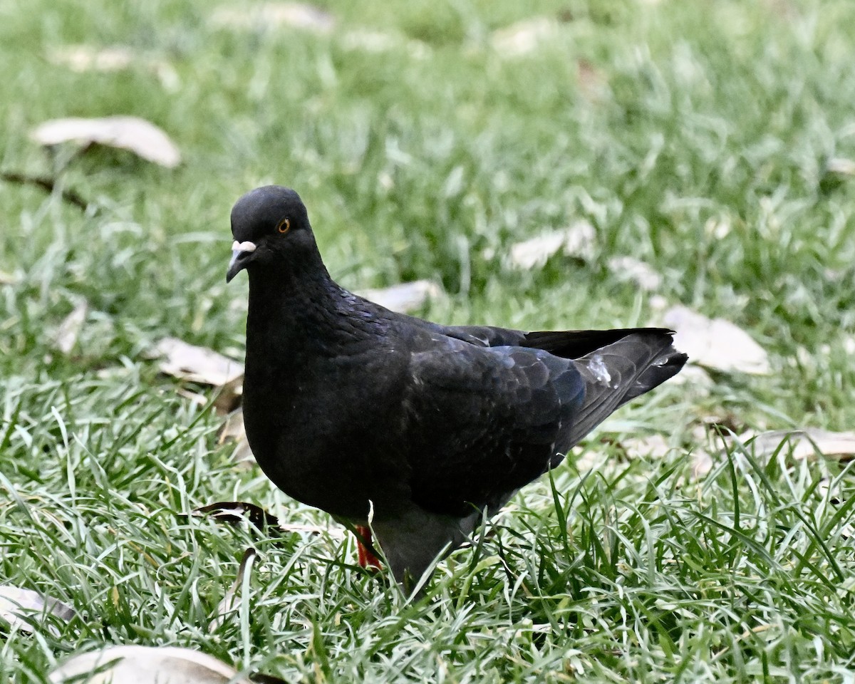 Rock Pigeon - ML618602228