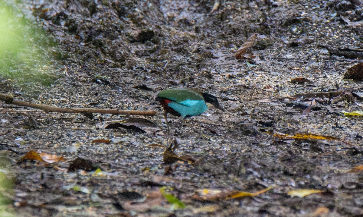 Azure-breasted Pitta - ML618602256