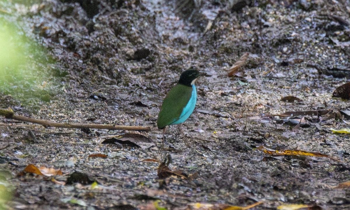 Azure-breasted Pitta - ML618602258