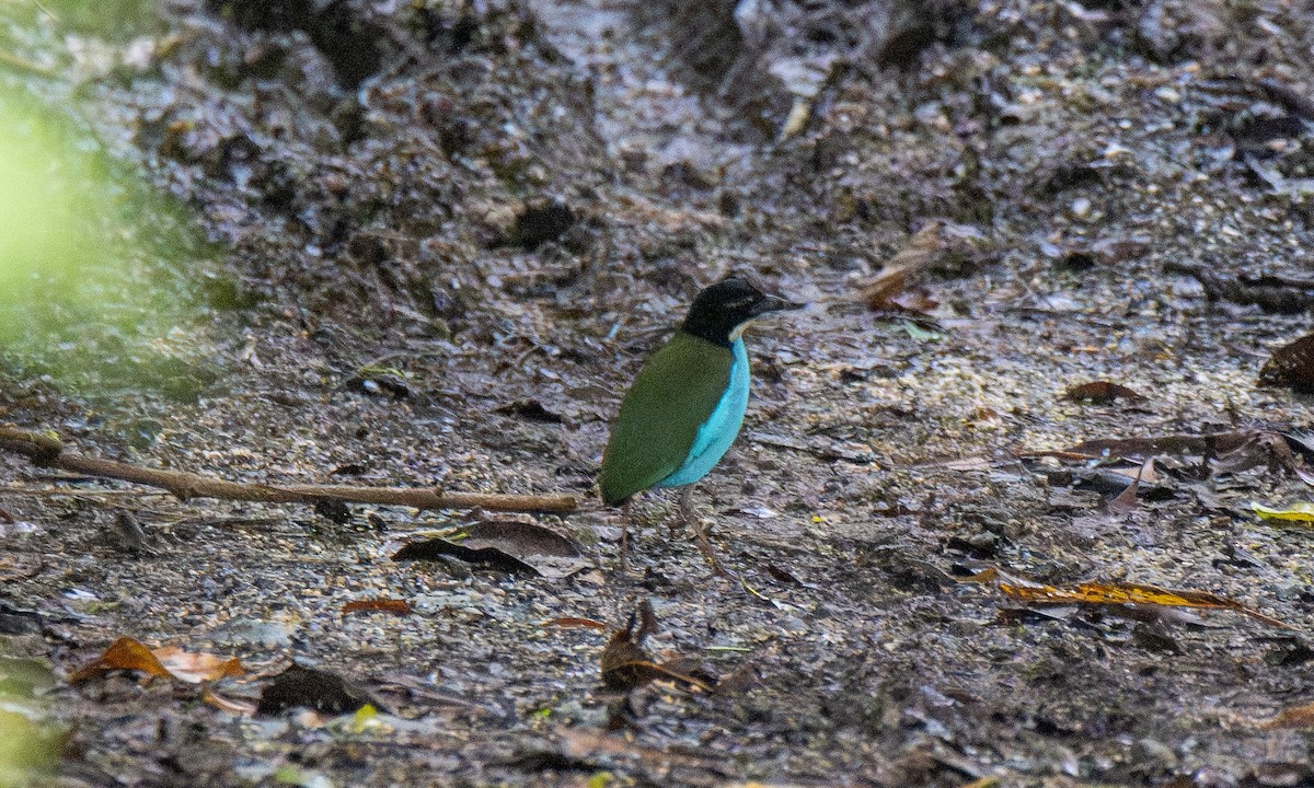 Azure-breasted Pitta - ML618602259