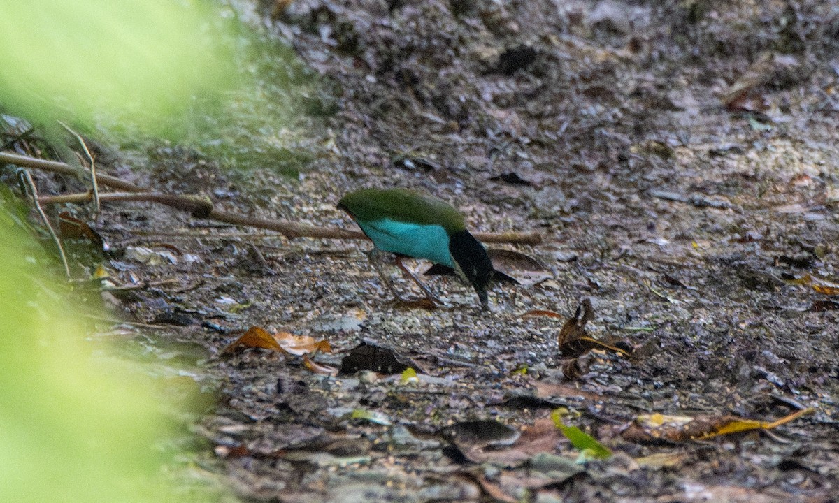 Azure-breasted Pitta - ML618602262