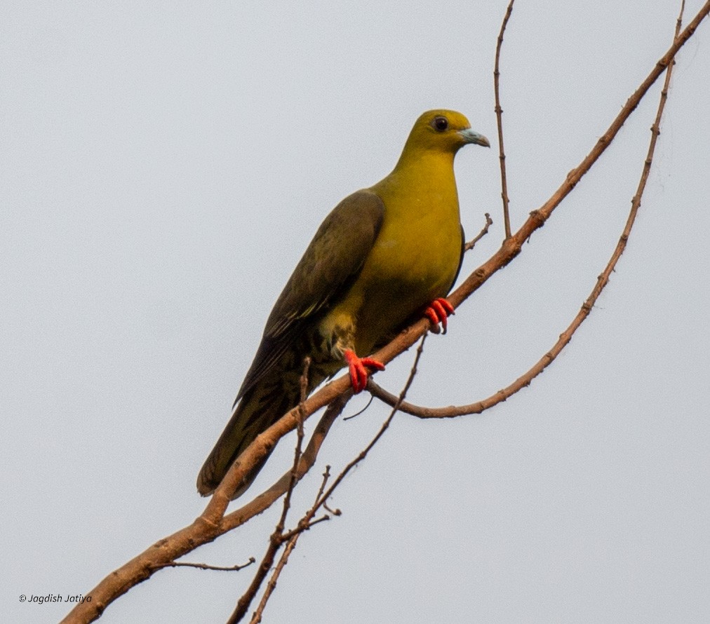 Wedge-tailed Green-Pigeon - Jagdish Jatiya