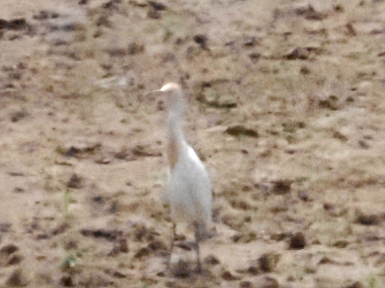 Western Cattle Egret - ML618602276