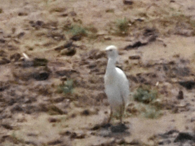 Western Cattle Egret - ML618602277