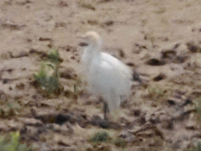 Western Cattle Egret - ML618602278