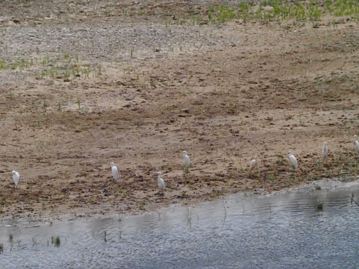 Western Cattle Egret - ML618602281