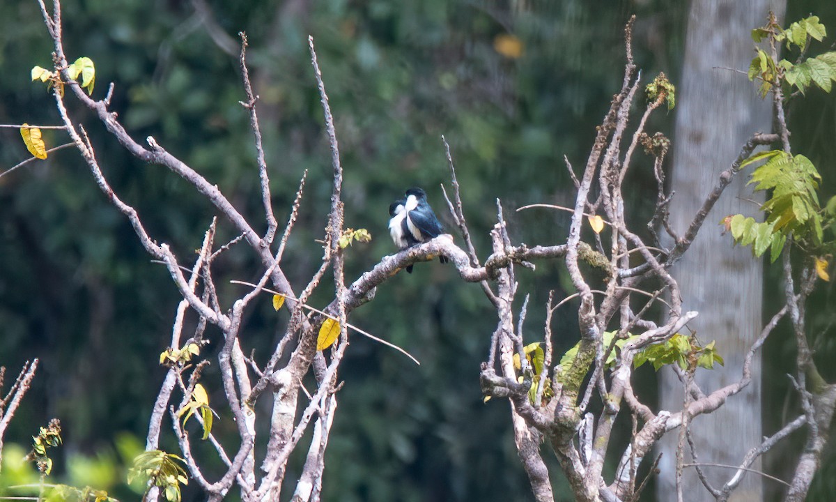 Philippine Falconet - ML618602307