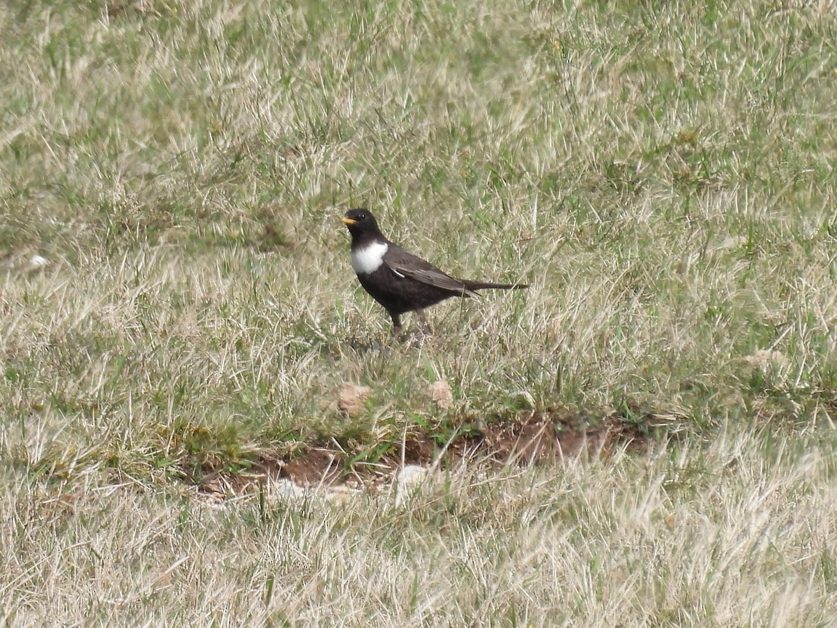 Ring Ouzel - Simon Bradfield