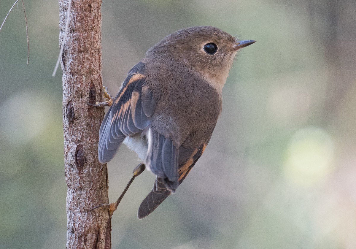 Pink Robin - John Daniels