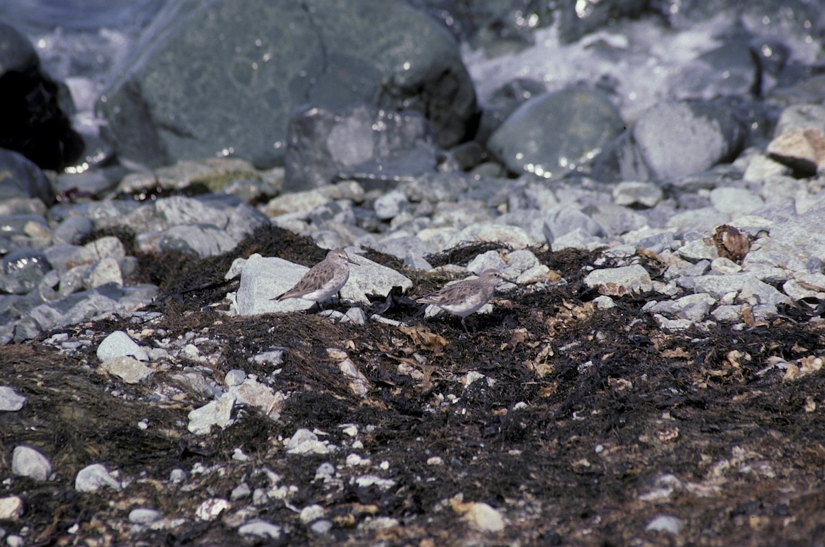 White-rumped Sandpiper - R O