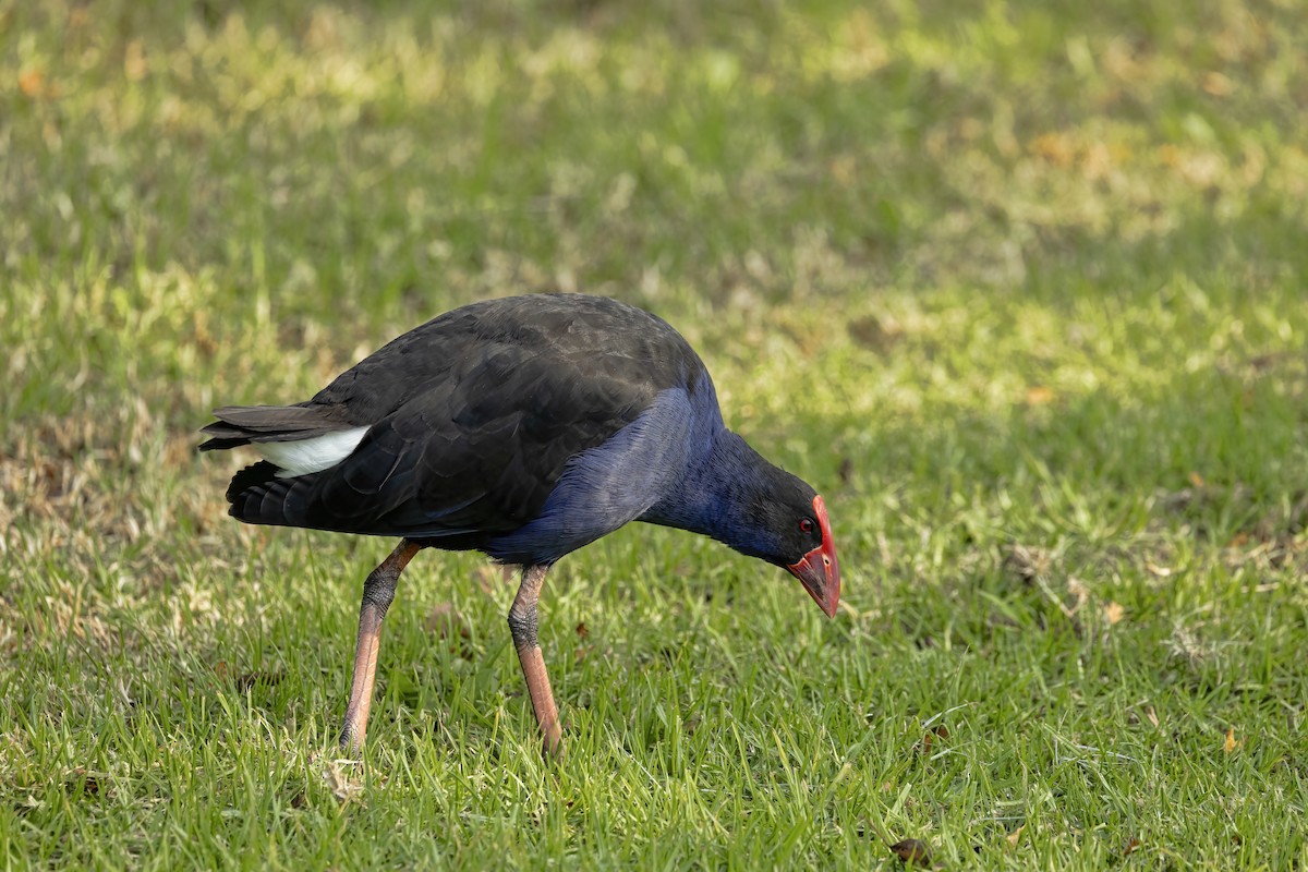 Australasian Swamphen - Jill Duncan &  Ken Bissett