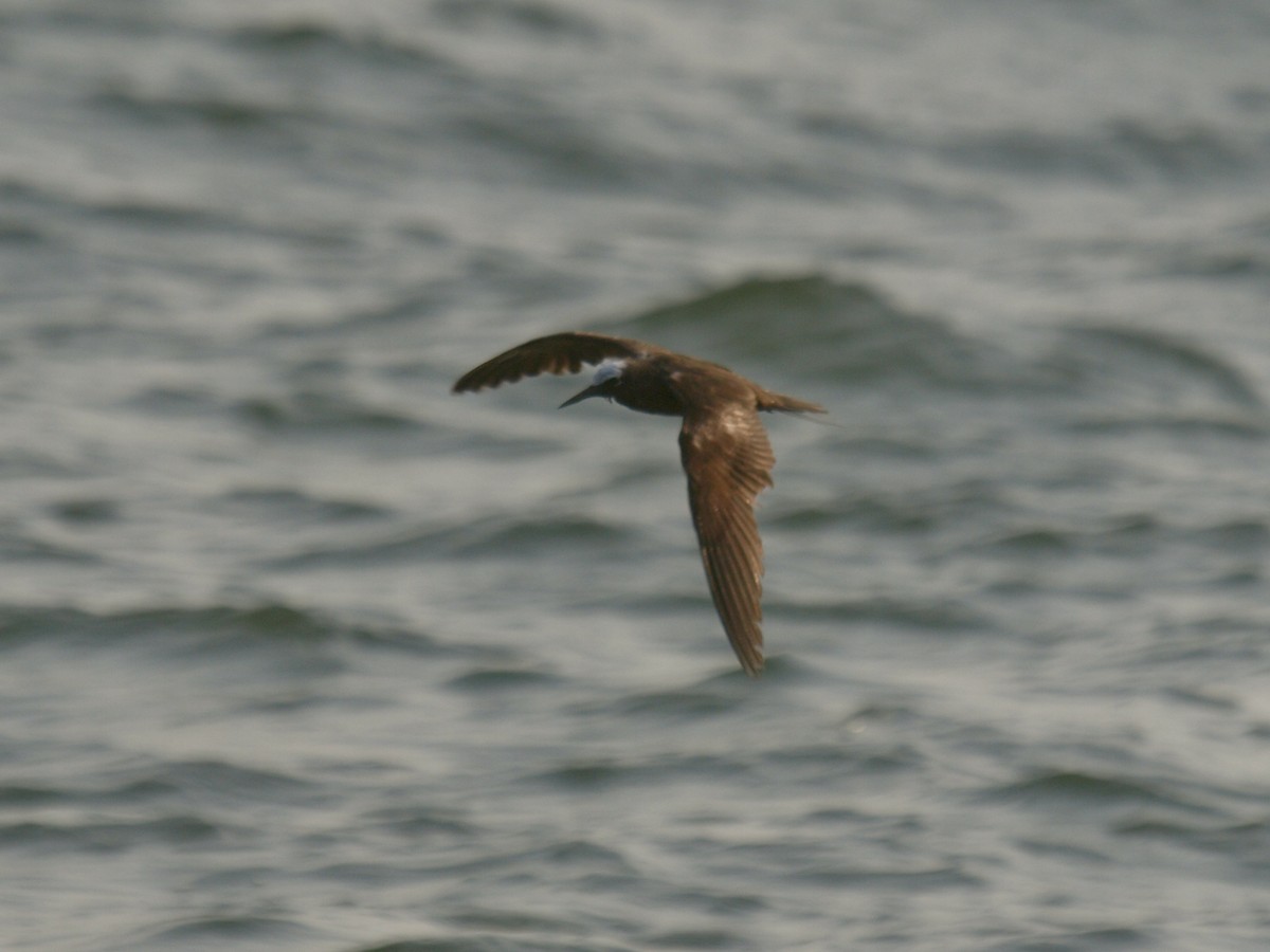 Black Noddy - ML618602486