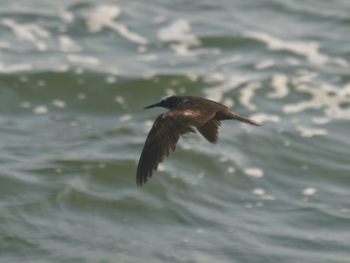 Black Noddy - ML618602487