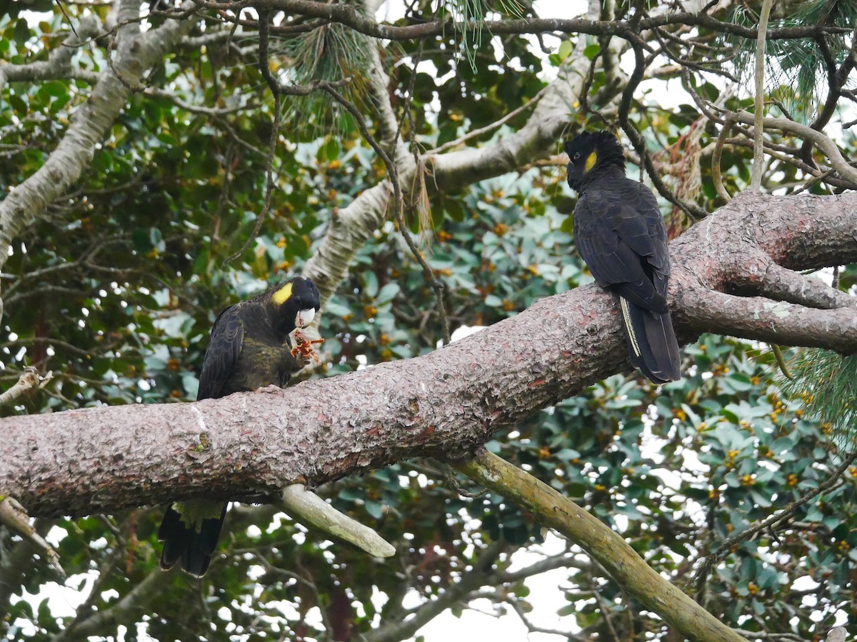 Yellow-tailed Black-Cockatoo - Mike Bickerdike