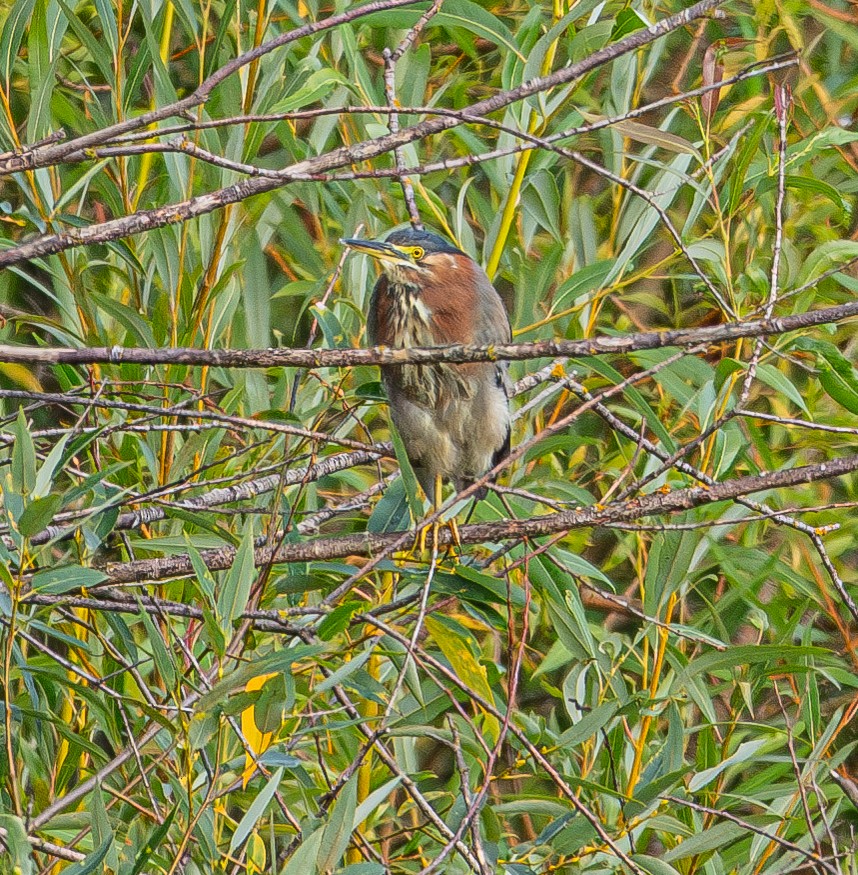 Green Heron - ML618602510