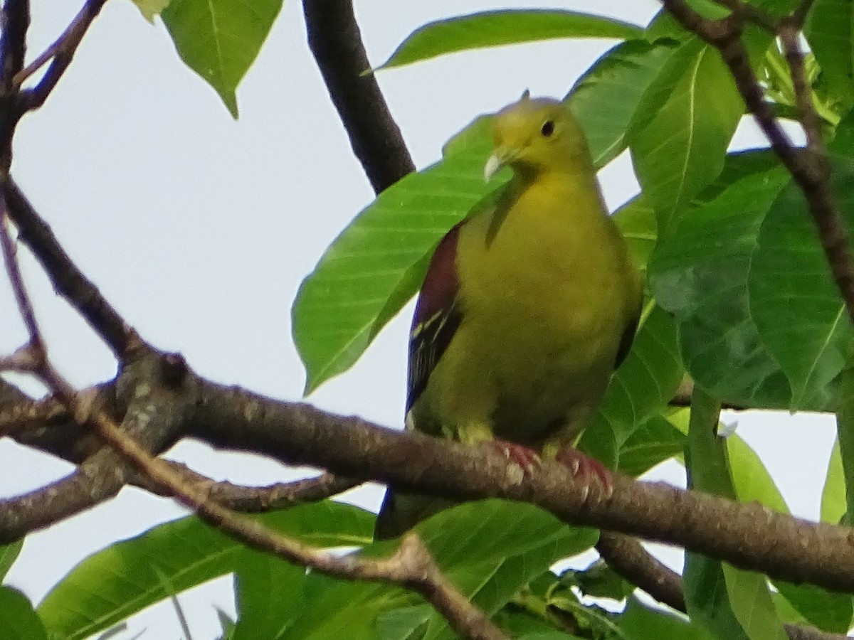 Sri Lanka Green-Pigeon - ML618602519