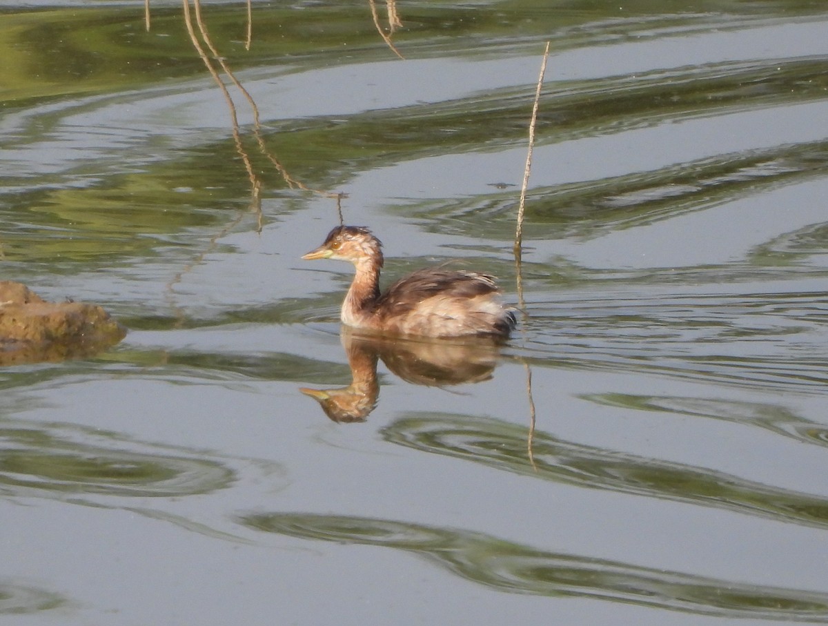 Little Grebe - Prof Chandan Singh Dalawat