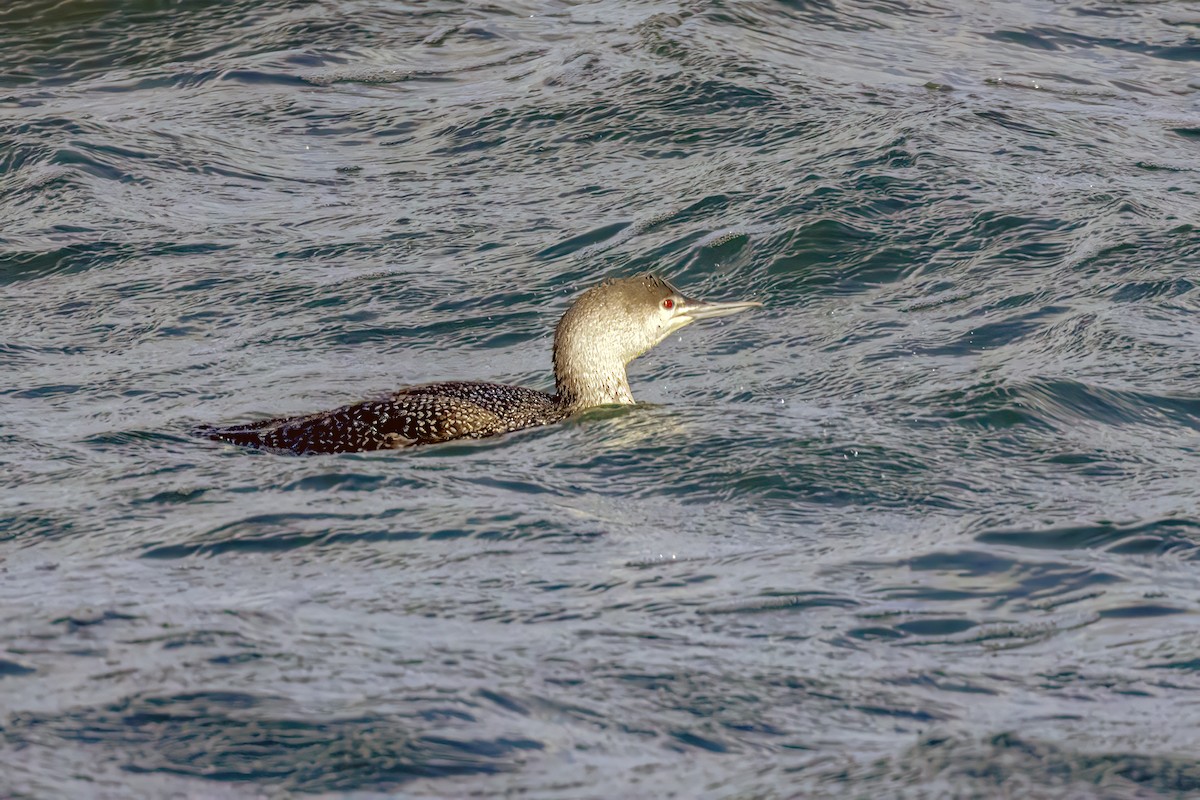 Red-throated Loon - ML618602570