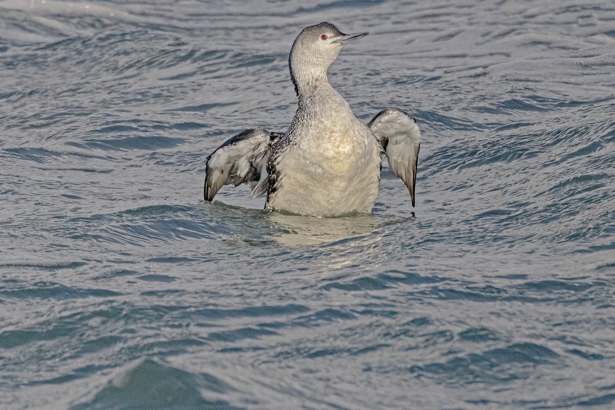 Red-throated Loon - ML618602576