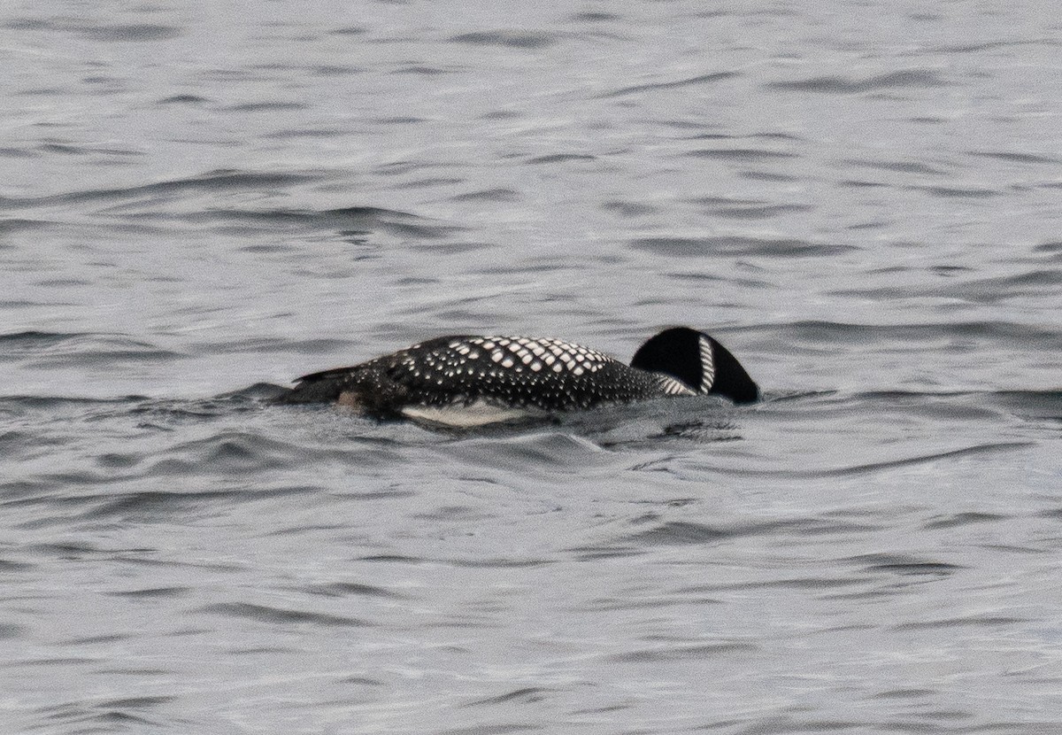 Plongeon à bec blanc - ML618602653